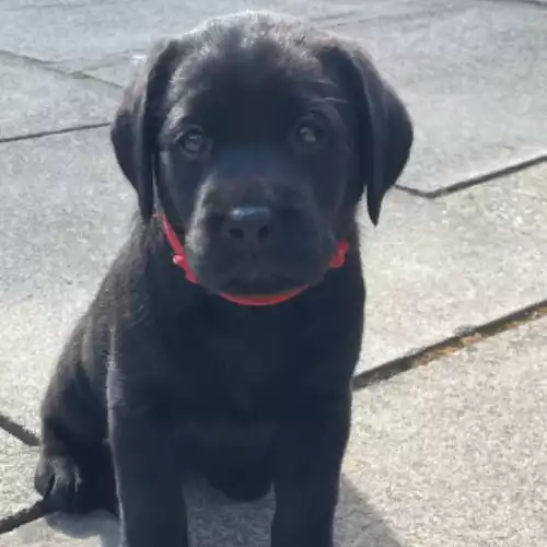 Labrador Retriever Dog For Sale in Falkirk, Stirling and Falkirk, Scotland