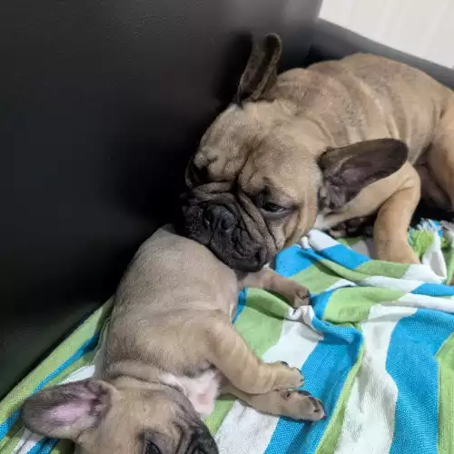 French Bulldog Dog For Sale in Reading, Berkshire