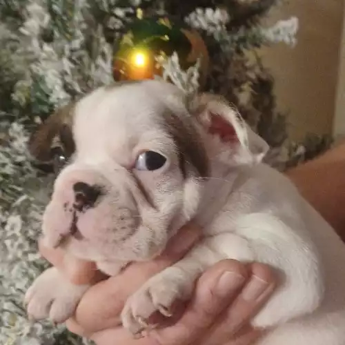 French Bulldog Dog For Sale in Reading, Berkshire