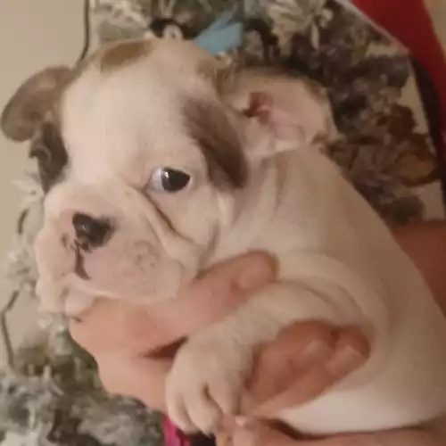 French Bulldog Dog For Sale in Reading, Berkshire