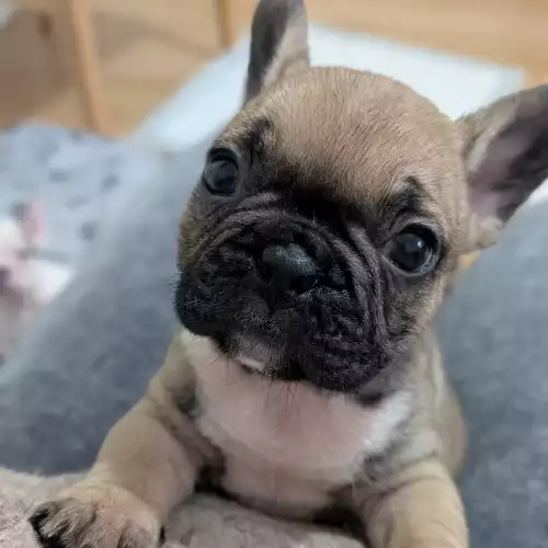 French Bulldog Dog For Sale in Reading, Berkshire