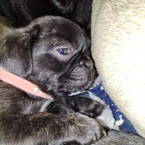 Pug Dog For Sale in Bulwell, Nottinghamshire