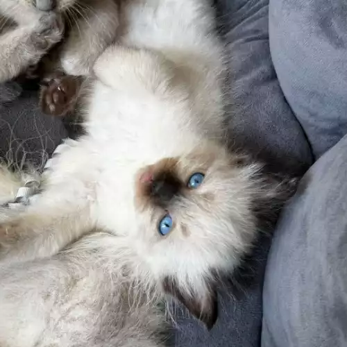 Ragdoll Cat For Sale in Cardiff / Caerdydd, South Glamorgan, Wales