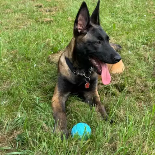 Belgian Shepherd Dog Dog For Adoption in Haverhill, Suffolk, England