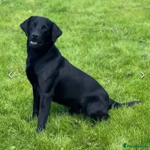 Labrador Retriever Dog For Stud in Doddington, Cambridgeshire