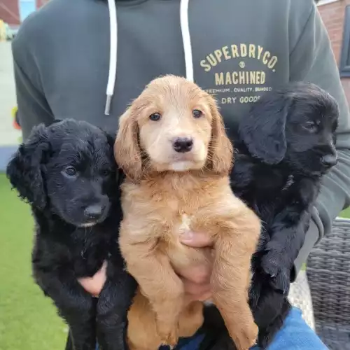 Cockapoo Dog For Sale in Newport / Casnewydd, Gwent, Wales