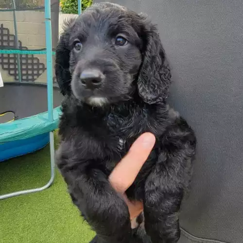 Cockapoo Dog For Sale in Newport / Casnewydd, Gwent, Wales