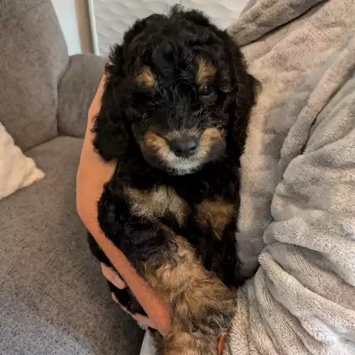 Cockapoo Dog For Sale in Newport / Casnewydd, Gwent, Wales