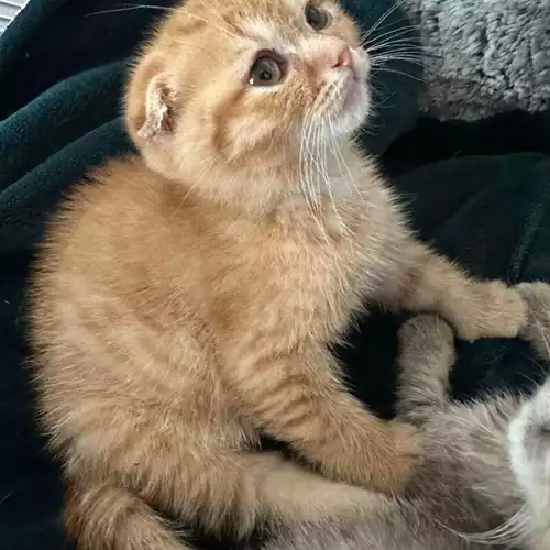 Scottish Fold Cat For Sale in Grays, Essex