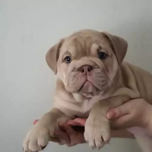 English Bulldog Dog For Sale in Birmingham, West Midlands, England