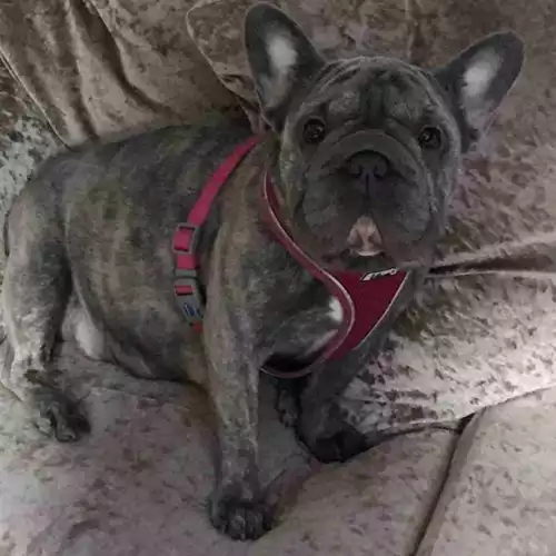 French Bulldog Dog For Sale in Walsall Wood