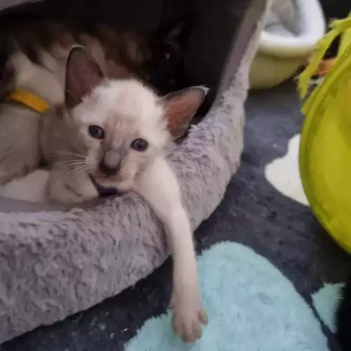 Siamese Cat For Sale in Hailsham, East Sussex