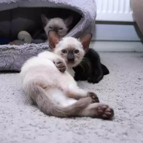 Siamese Cat For Sale in Hailsham, East Sussex