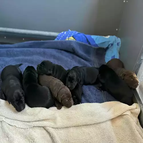 Labrador Retriever Dog For Sale in Doddington, Cambridgeshire, England