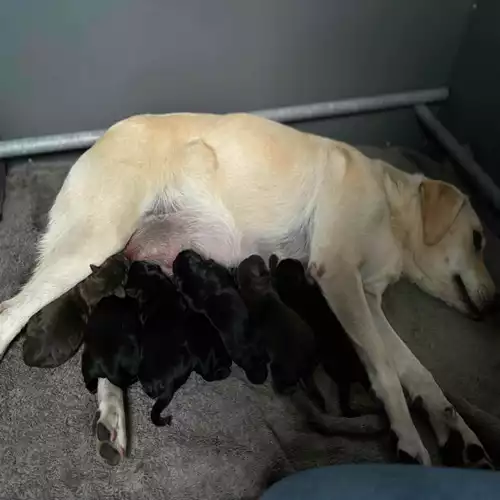 Labrador Retriever Dog For Sale in Doddington, Cambridgeshire, England