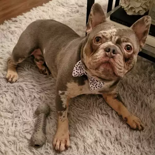 French Bulldog Dog For Adoption in West Bromwich, West Midlands