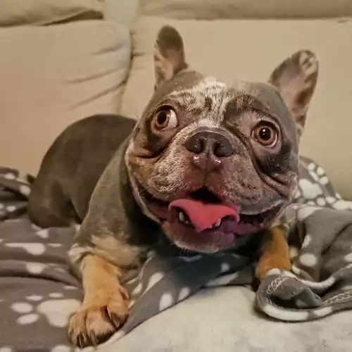 French Bulldog Dog For Adoption in West Bromwich, West Midlands