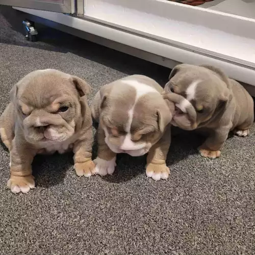 English Bulldog Dog For Sale in Haslingden, Lancashire