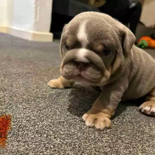 English Bulldog Dog For Sale in Haslingden, Lancashire