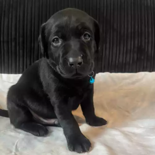 Labrador Retriever Dog For Sale in Brynsiencyn, Gwynedd