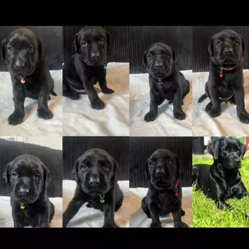 Labrador Retriever Dog For Sale in Brynsiencyn, Gwynedd