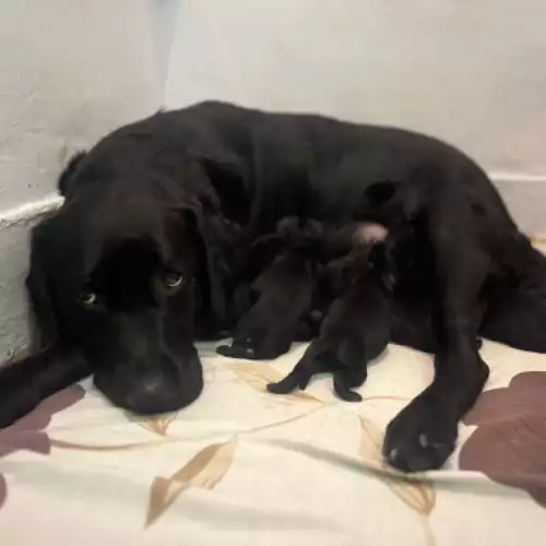 Labrador Retriever Dog For Sale in Brynsiencyn, Gwynedd