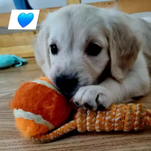 Golden Retriever Dog For Sale in Dover, Kent, England