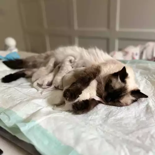 Ragdoll Cat For Sale in Littleborough, Greater Manchester