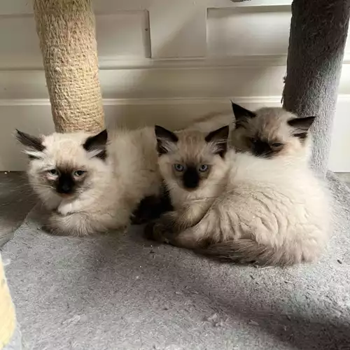 Ragdoll Cat For Sale in Littleborough