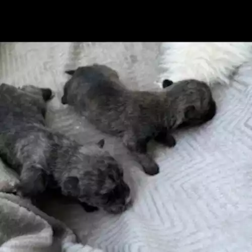 Miniature Schnauzer Dog For Sale in Blaenffos, Dyfed