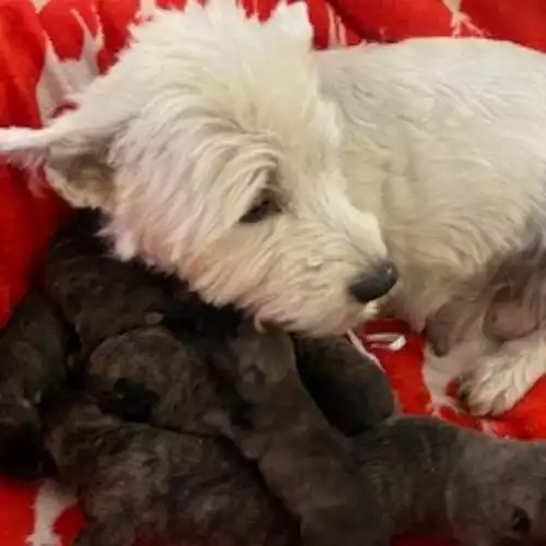 Miniature Schnauzer Dog For Sale in Blaenffos, Dyfed