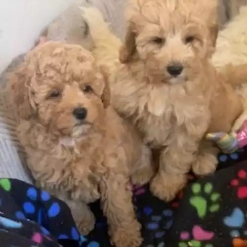 Cavapoo Dog For Sale in Blaenffos, Dyfed, Wales