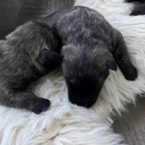 Miniature Schnauzer Dog For Sale in Blaenffos, Dyfed