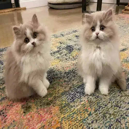 British Longhair Cat For Sale in Banbury, Oxfordshire