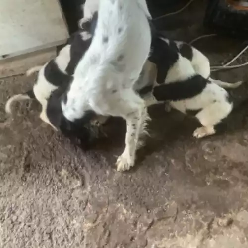 English Springer Spaniel Dog For Sale in Newry, County Armagh, Northern Ireland