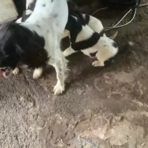 English Springer Spaniel Dog For Sale in Newry, County Armagh, Northern Ireland