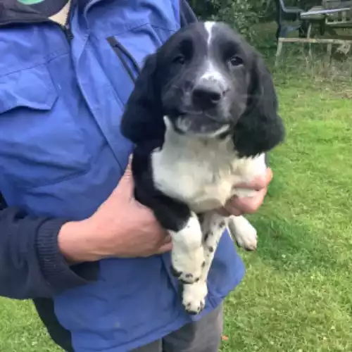 English Springer Spaniel Dog For Sale in Newry, County Armagh, Northern Ireland