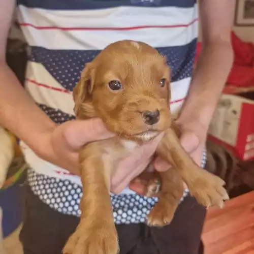 Cocker Spaniel Dog For Sale in Woodbridge, Suffolk