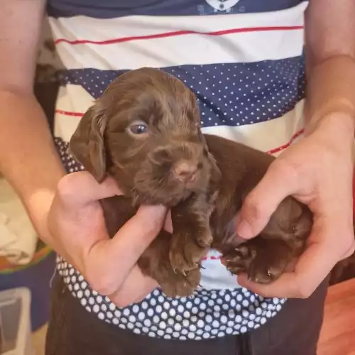 Cocker Spaniel Dog For Sale in Woodbridge, Suffolk