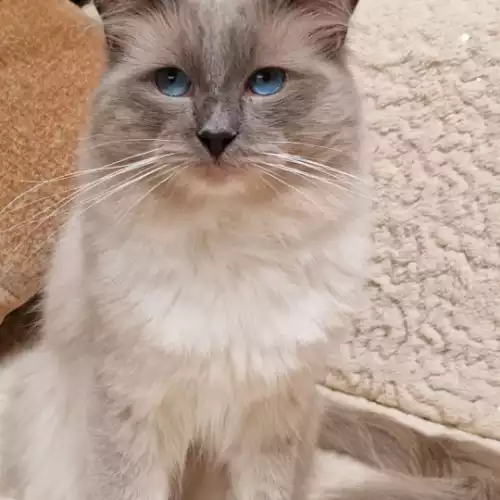 Ragdoll Cat For Stud in Hinckley, Leicestershire, England
