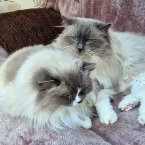 Ragdoll Cat For Stud in Hinckley, Leicestershire, England