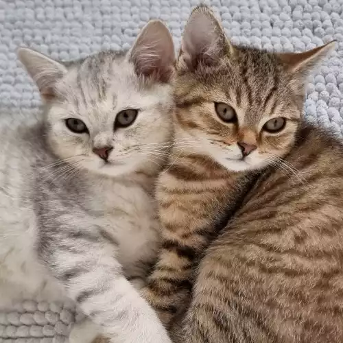 British Shorthair Cat For Sale in Goring, Oxfordshire, England