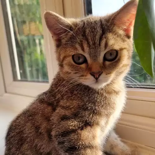 British Shorthair Cat For Sale in Goring, Oxfordshire, England