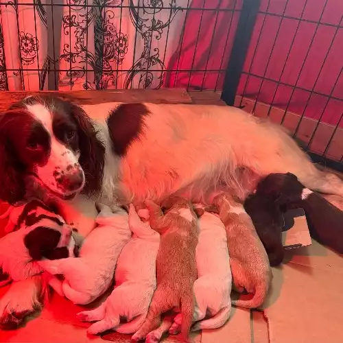 Sprocker Dog For Sale in Royal Leamington Spa, Warwickshire, England