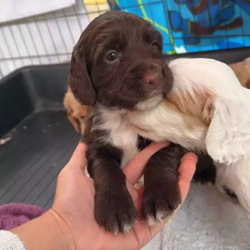 Sprocker Dog For Sale in Royal Leamington Spa, Warwickshire, England