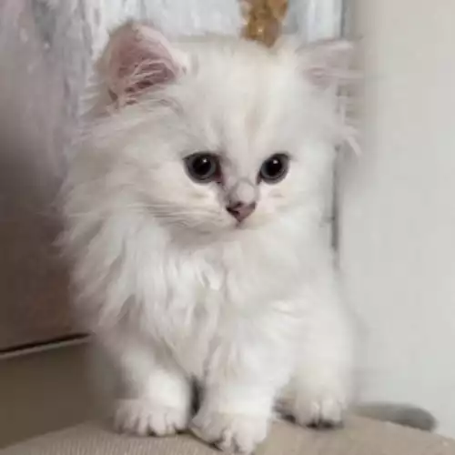 British Longhair Cat For Sale in Bradford, West Yorkshire, England