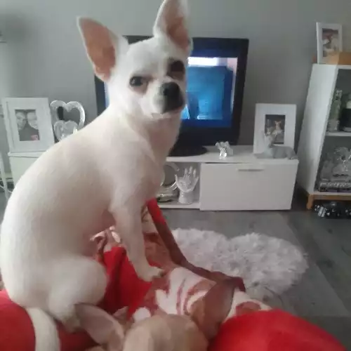 Chihuahua Dog For Adoption in Lenzie, Dunbartonshire, Scotland