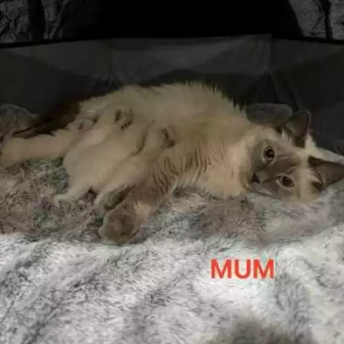 Ragdoll Cat For Sale in Burntwood, Staffordshire, England