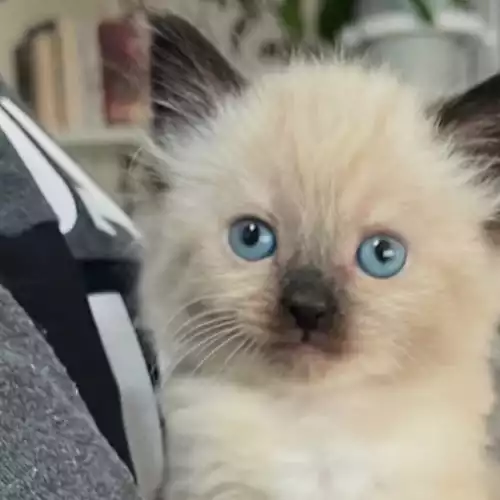 Ragdoll Cat For Adoption in Sunderland