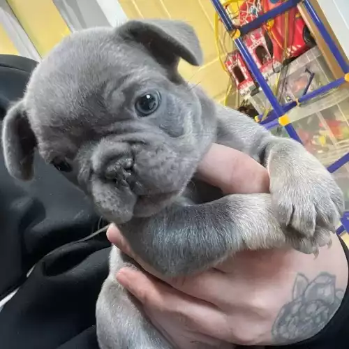 French Bulldog Dog For Sale in Sheffield